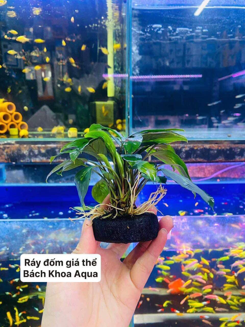 Ráy đốm giá thể